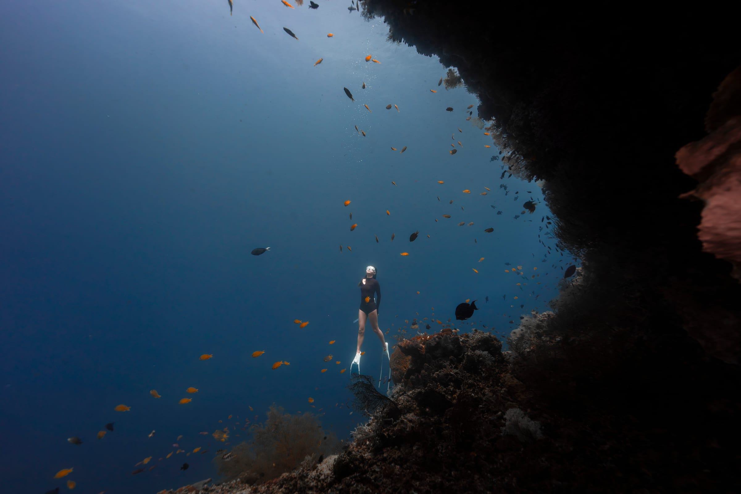 Karya terbaik Walena Freedive 10