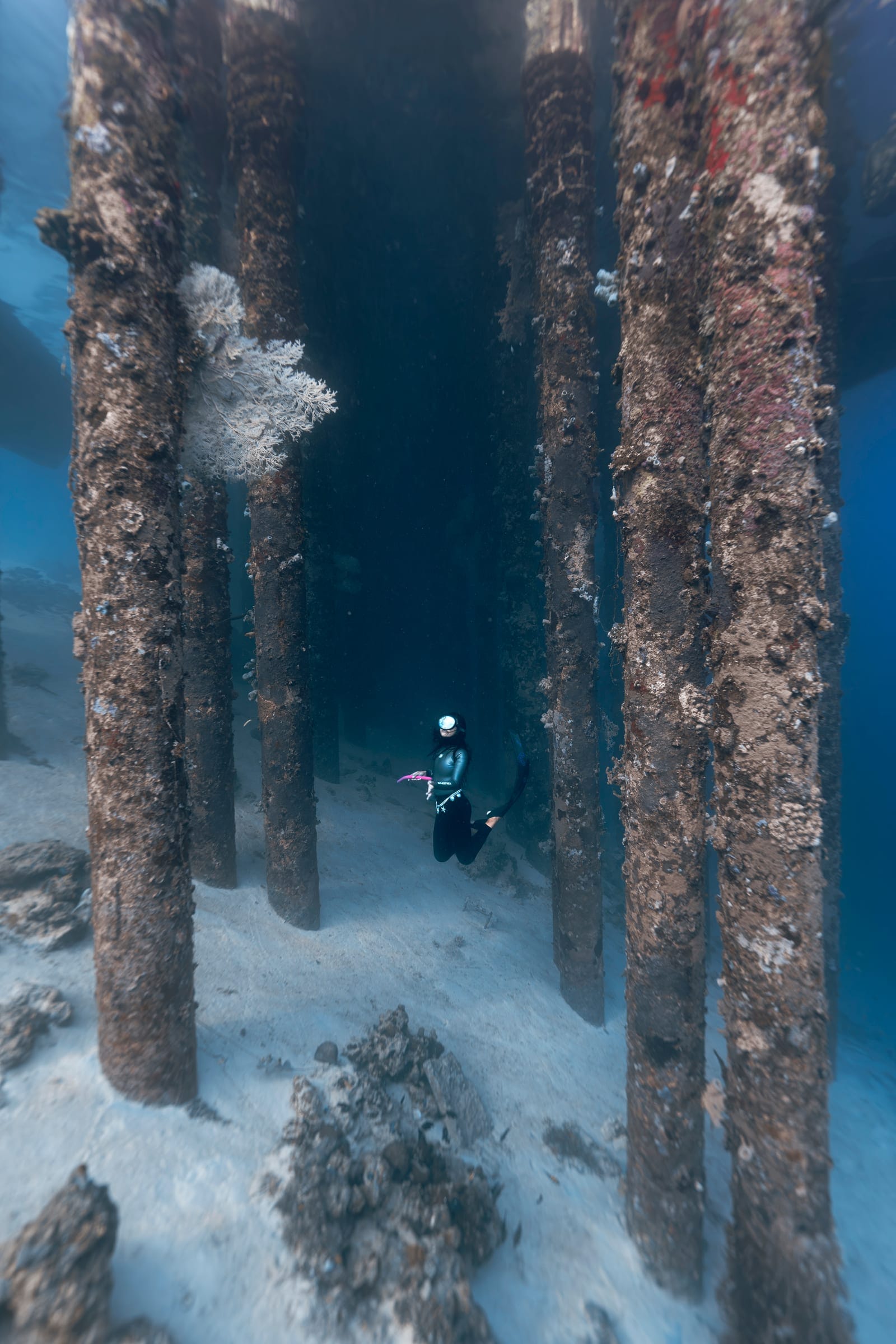 Karya terbaik Walena Freedive 12