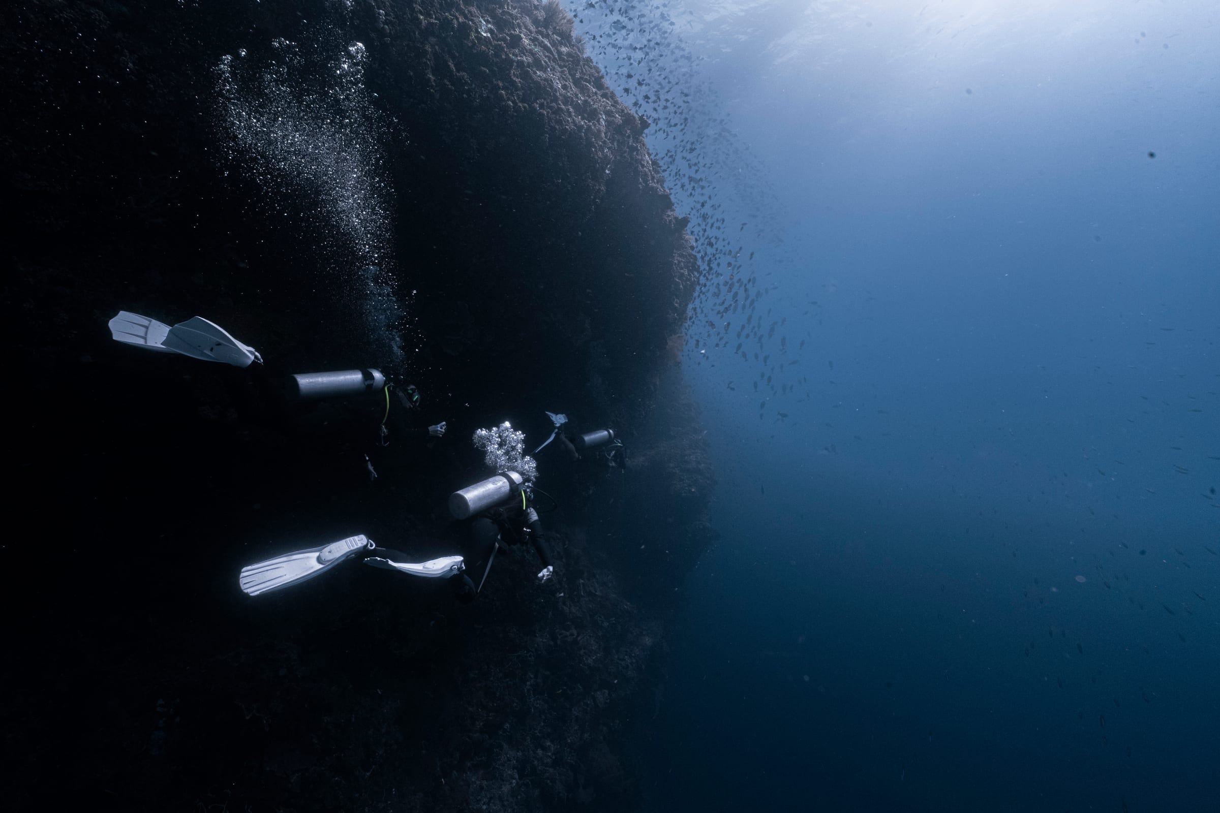 Karya terbaik Walena Freedive 26