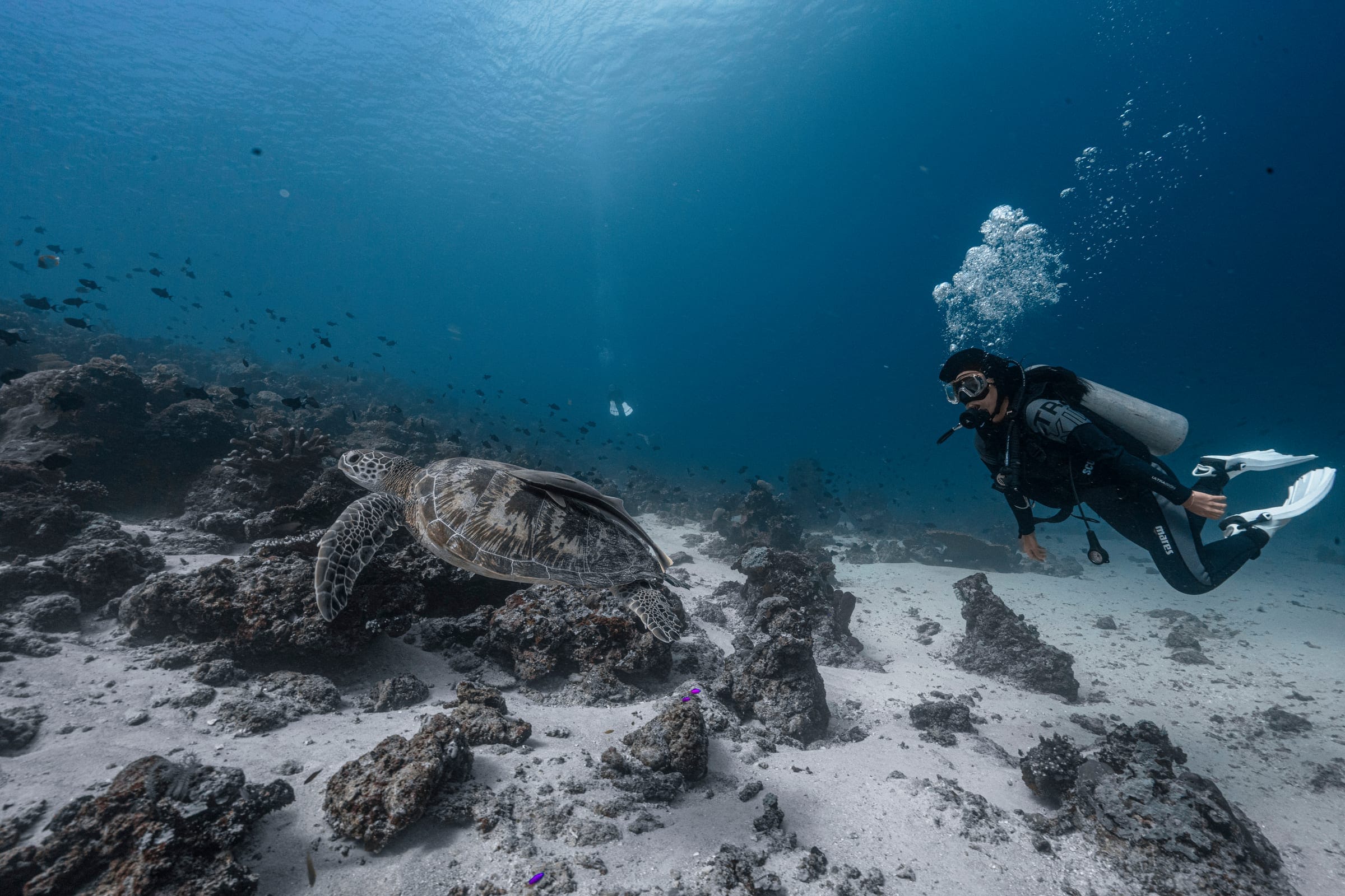 Karya terbaik Walena Freedive 27