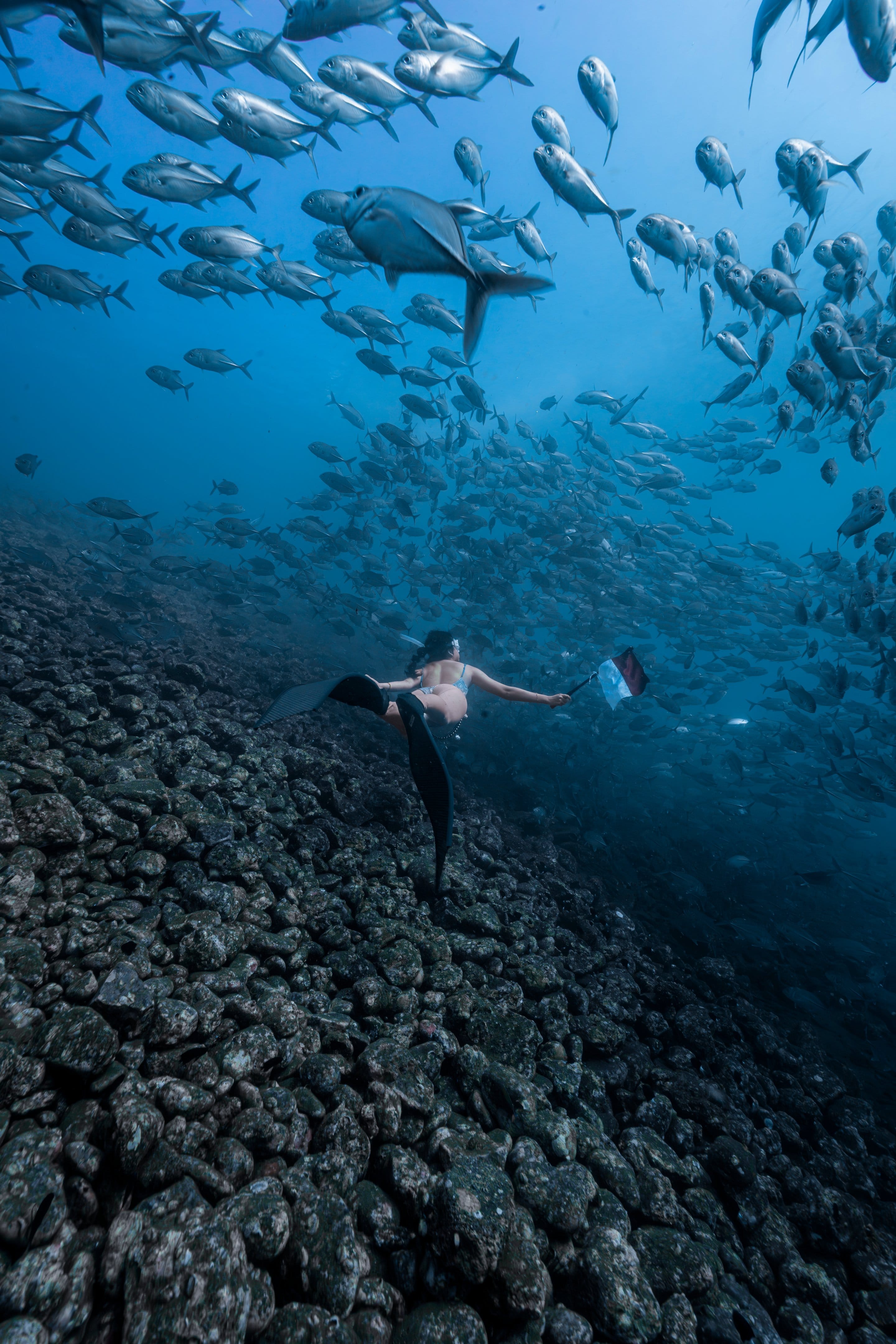 Freediver dengan bendera di antara kawanan ikan