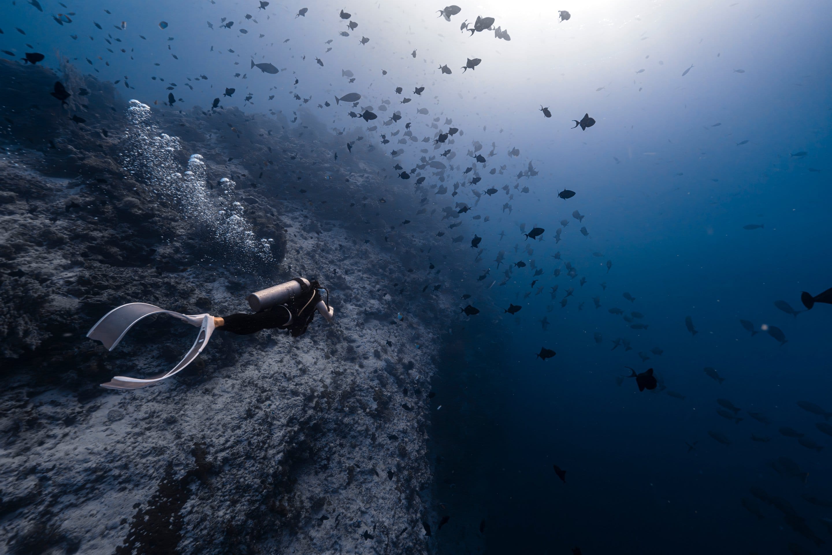 Scuba diver di dinding terumbu dengan kawanan ikan