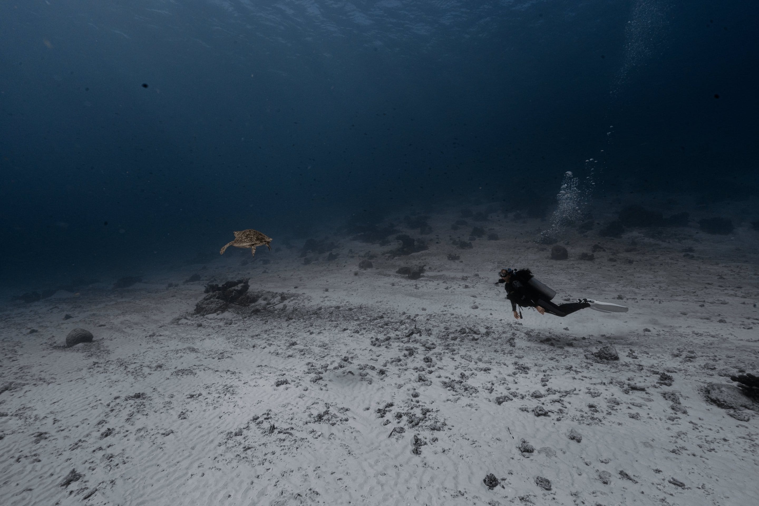 Scuba diver bersama penyu di laut dalam