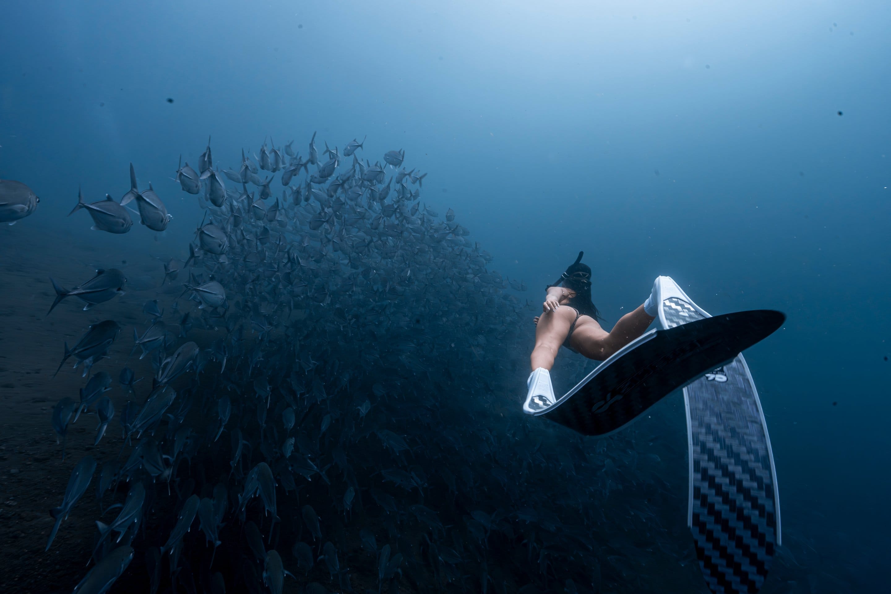 Freediver menuju kawanan ikan di laut biru